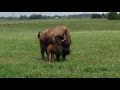 Newborn Baby Bison At Seven Sons