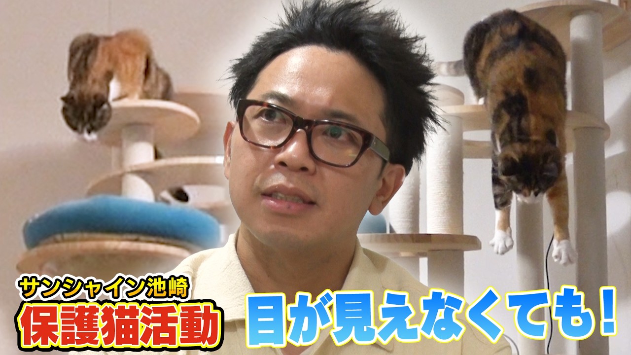 【保護猫活動】サンシャイン池崎さんのお家のなかに新入り猫らぶちゃんの新しい居場所が!(嗚呼!!みんなの動物園)