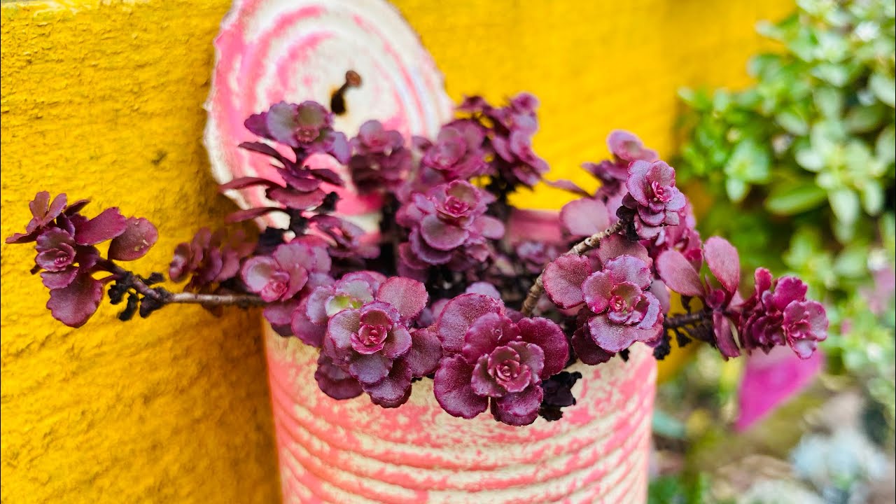 APRENDA COMIGO A CULTIVAR E PROPAGAR O SEDUM VOODOO/ SUCULENTA CORINGA QUE FICA LINDA EM ARRANJOS.