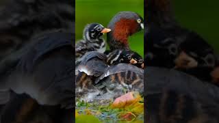 😱 Induk Burung Titihan Telaga Merawat Anaknya dengan Penuh Kasih! Momen Langka di Alam Liar 🐦💚