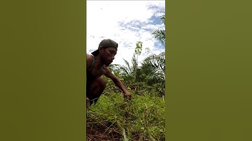 Harvesting cassava part 69 #shorts #farming #cassava #nature  #cassavaroots #cassavafarming