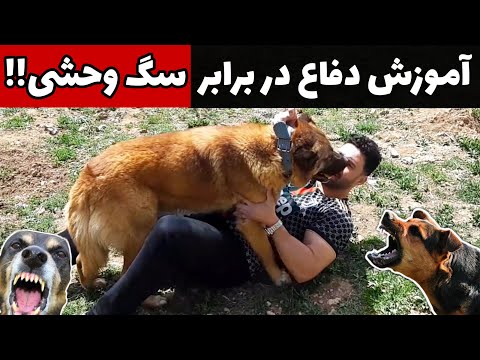 آموزش دفاع در برابر انواع سگ وحشی