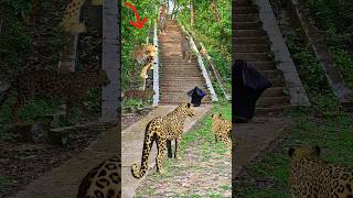 leopard attack #vfx #cheetah #virals #shorts #viral