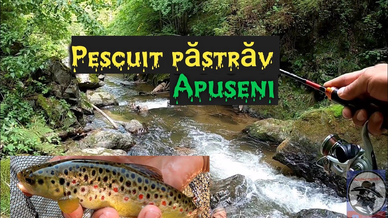 PESCUIT PĂSTRĂV! MUNȚII APUSENI!. trout Fishing!