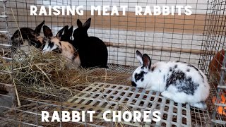 Essential tips for weaning and palpating Meat Rabbits by Broken Arrow Farm 392 views 2 months ago 14 minutes, 47 seconds