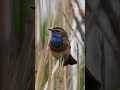 Zingende blauwborst 🎶🐦 | Spectaculaire zang in het riet | Natuur met Peter  #vogel #nature #wildlife