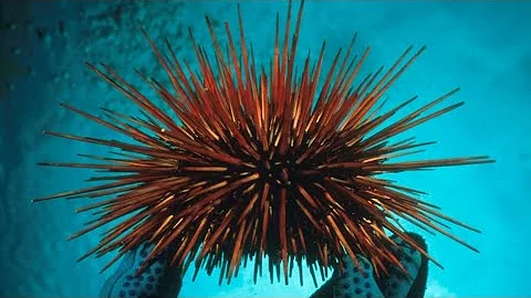 Cosa fanno i ricci di mare?