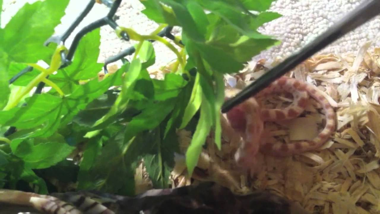 geckos for sale Feeding Video