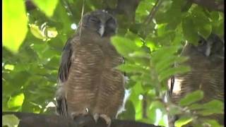 Rufous Owl