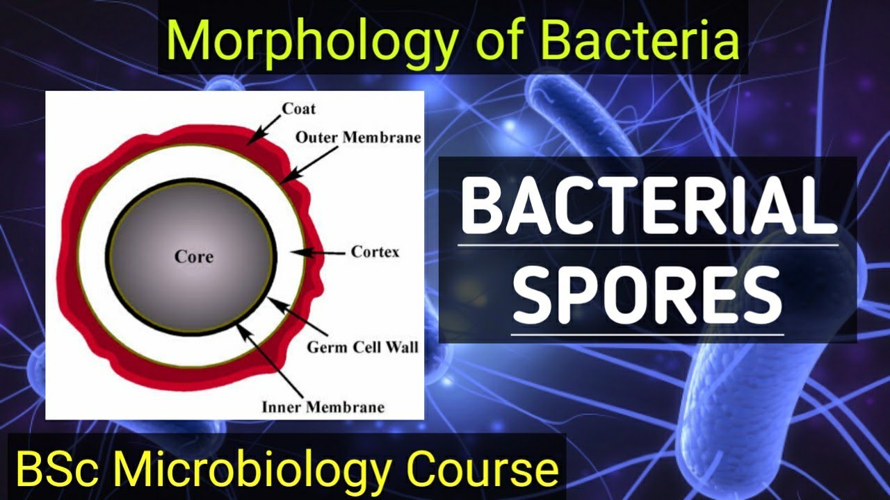 B.Sc- Microbiology (sem-1) Morphology of Bacteria || Spores and Cysts ...