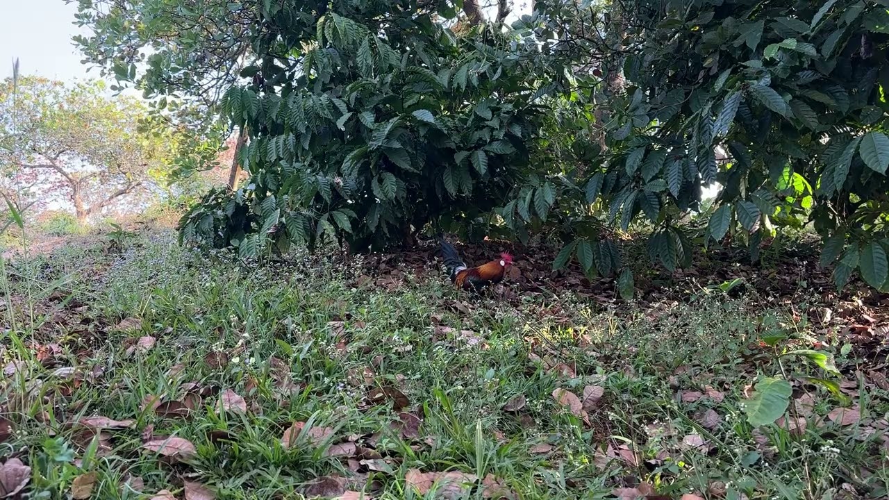 Trap wild chicken with standard bait, when it crows, there will be a trap  01/16/2026