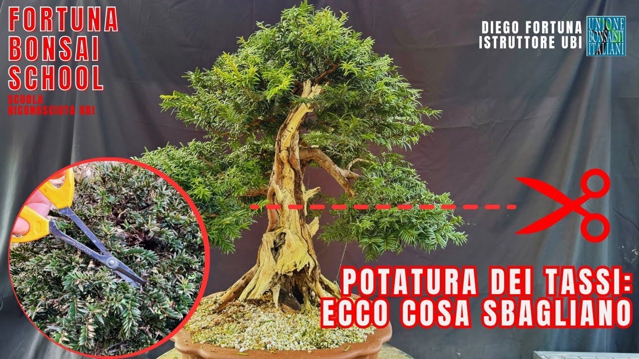 Potatura Tasso Bonsai, dove sbagliano