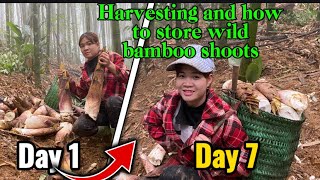 Harvesting and to store will bamboo shoots