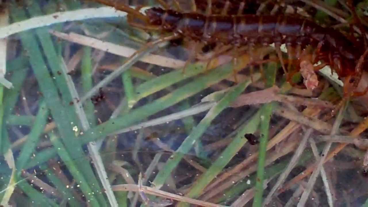 insects picture Woodlouse spider gets taught a lesson by a centipede