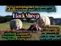 Black Sheep 2006 Full Movie Malayalam Explanation |@Movie Steller |Movie Explained In Malayalam