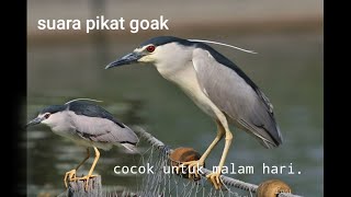 suara pikat goak/koak cocok untuk berburu malam