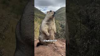 A Day in The Life of a Groundhog!  RxCKSTxR Comedy Voiceover