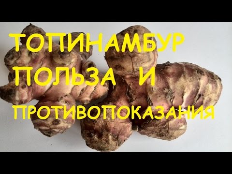 Топинамбур.  Полезные свойства и противопоказания.