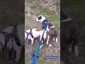 morning walk with the Saiyan bulls