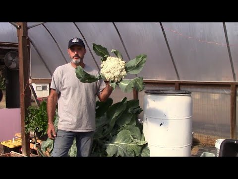 Huge Monster Cauliflower with Dutch Bucket Hydroponics