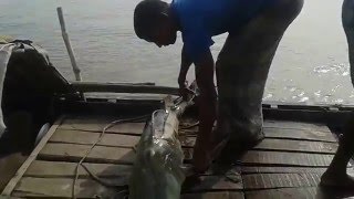Goonch Cat Fish In Jamuna River Sariyakandi Bogra
