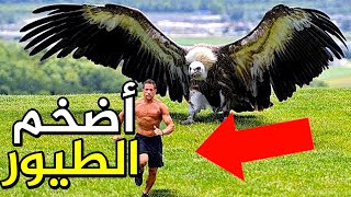 أكبر 15 طائر في العالم!!