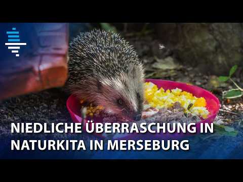 Hedgehog mom discovered with five babies