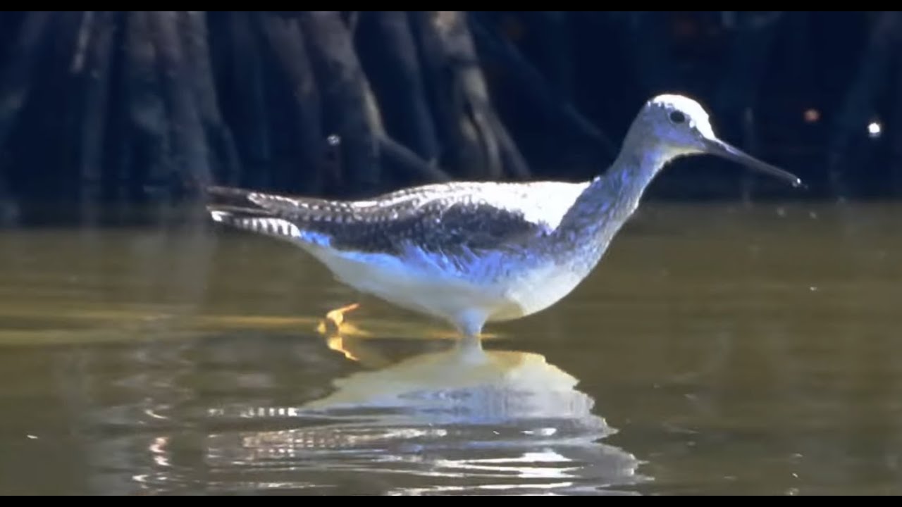 Greater Yellowlegs in the mangroves of Antigua.   4K