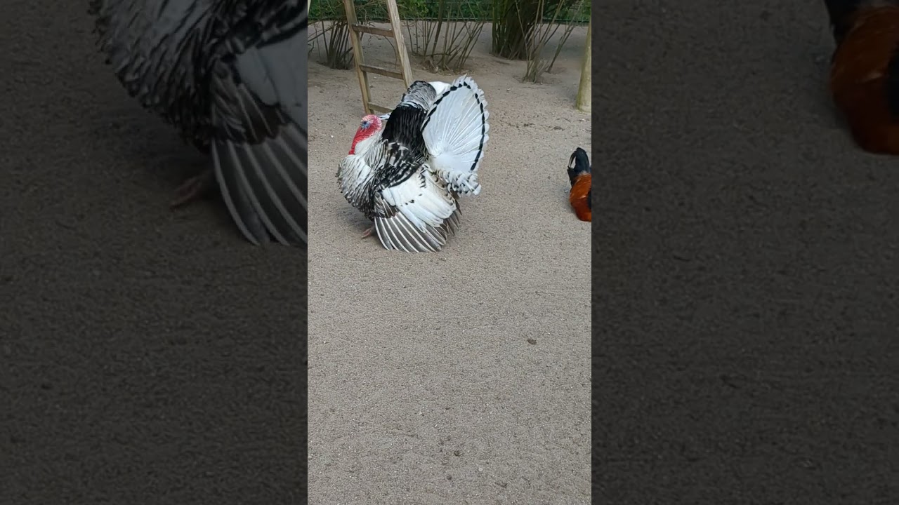 Ein edler Truthahn spreizt seinen Schwanz vor seinem Weibchen 