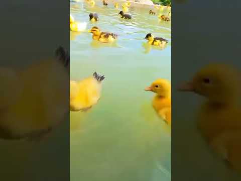 Ордок бизнес! утка бизнес! порода мускус...