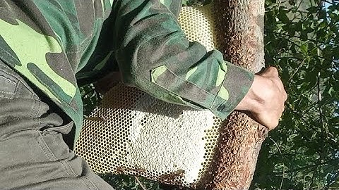 tổ ong khủng 1.60m bầu mật trám vôi quá phê