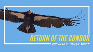 The Return of the Condor