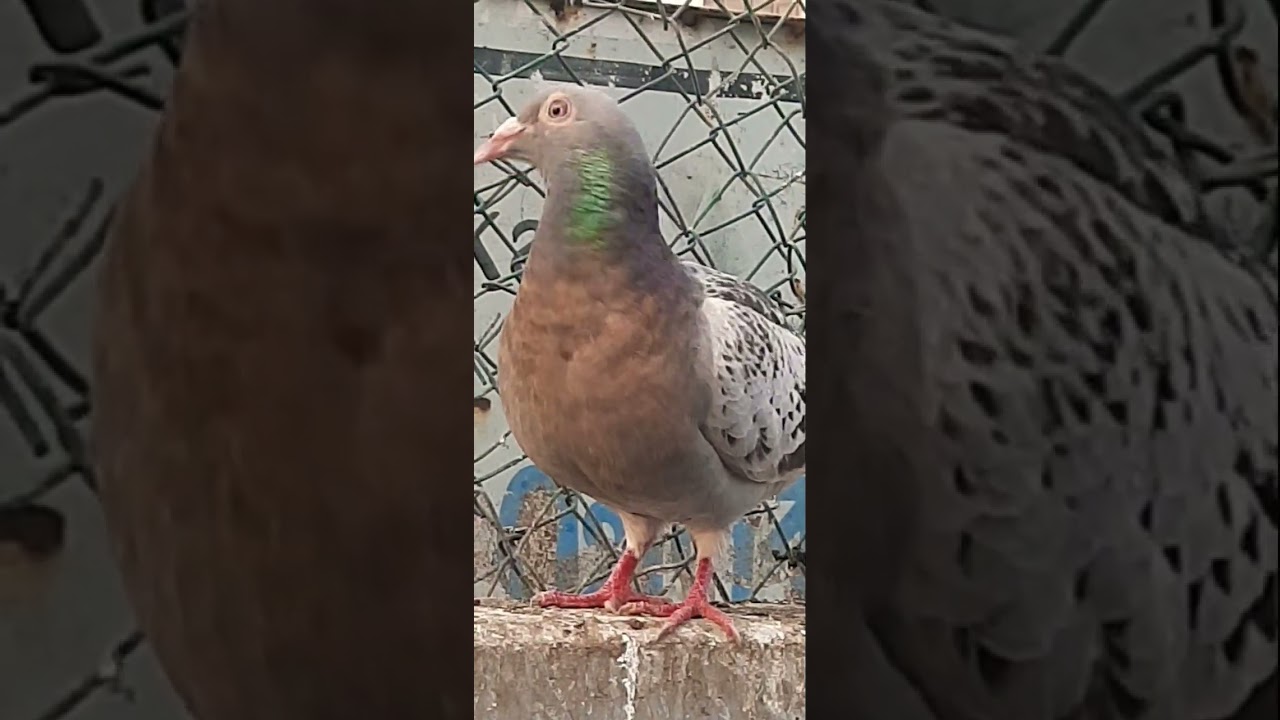 #pigeon