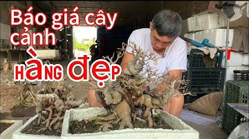 Báo giá cây cảnh mới nhất 28/10/2025 | Kiển chi 0372.755.474