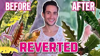 My Tissue Culture Plants Reverted… Here's How I Got the Variegation Back!