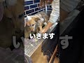 雑種犬（11）の初めてのトリミング#shorts