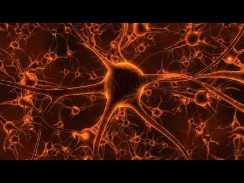 humain brain and neurons rkvhldei  D - brain quest clinics