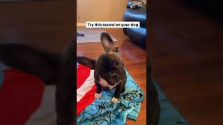Frenchie Videos ? Funny DOGS That Will Make You Laugh Uncontrollably #Frenchie #Shorts #FunnyDo