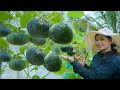 Brilliant idea how to grow pumpkins vertically a lot of fruit planting pumpkins step by step