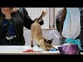 CFA International Show 2018 - Tonkinese kitten class judging の動画、YouTube動画。