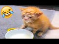 Funny Animal Videos 2023 😹 - Funniest Dogs and Cats Videos 😻 #62