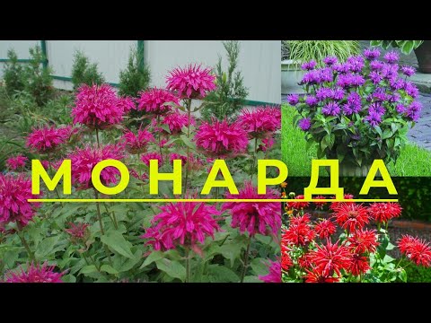 Монарда - пряное, лечебное, эфиромасличное и декоративное растение.Другие названия монарды: котовник