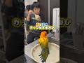 インコの水浴び？それは唐突に... #コガネメキシコインコ #セキセイインコ # #暮らしチャンネル #暮らし #birds #インコ #ペット #水浴び