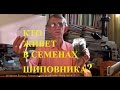 Кто Живет Внутри Семян Шиповника?  Киев, Украина