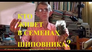 Кто Живет Внутри Семян Шиповника? 10.04.2015 by Entomologist in Ukraine(VIDEO LINK = https://youtu.be/VWC7qKofFMY МАКРО-ВИДЕО ПОД МИКРОСКОПОМ. Находки Энтомолога: Уникальные хвостатые насекомые..., 2015-04-17T13:57:26.000Z)