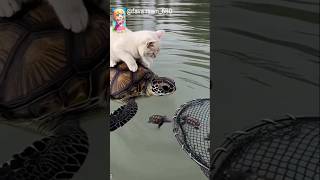Purr-fect Rescue,Cat Saves the Day! 🐱🐢