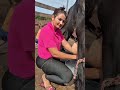 Smiling Girl Milking Cow 🐄😊 | Village Life