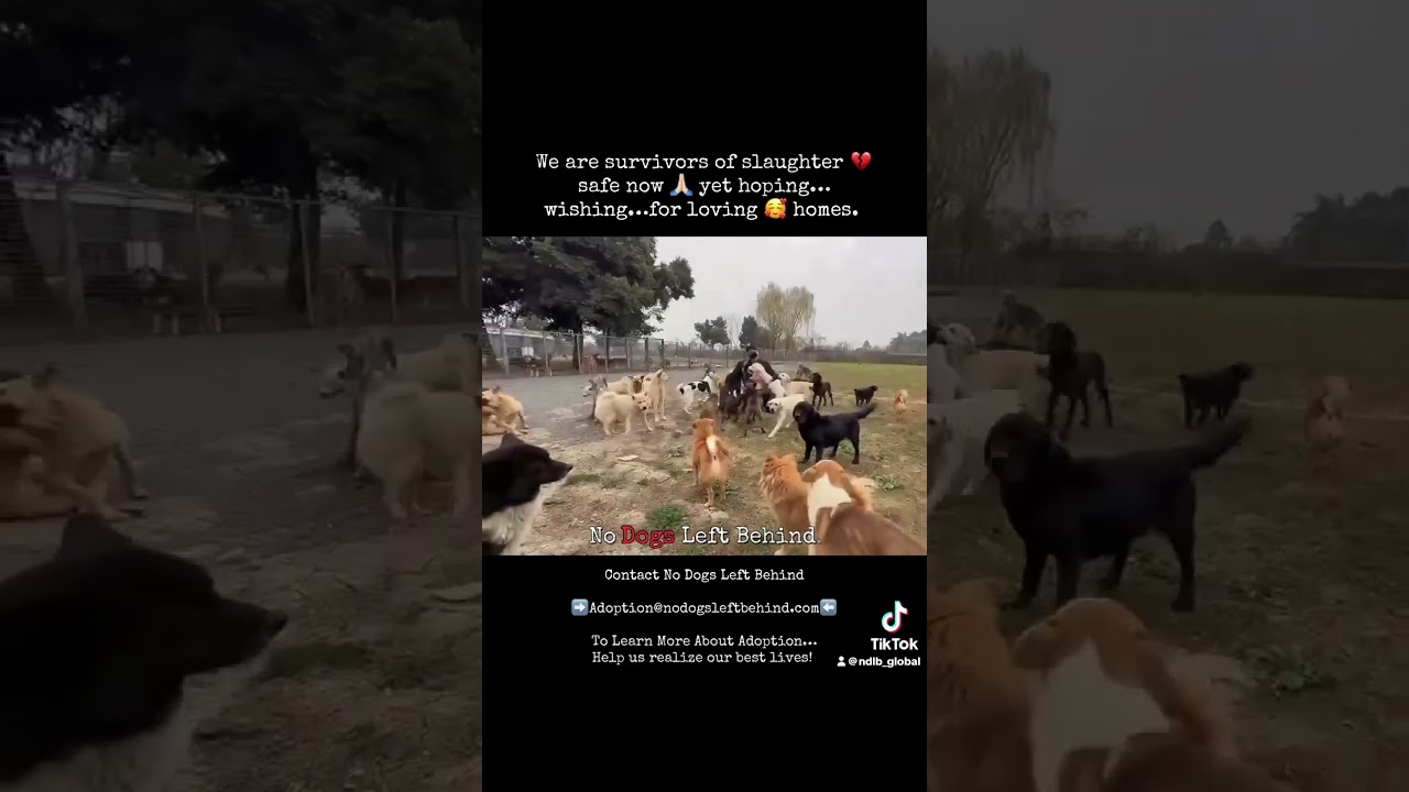 Rescued Dog Meat Trade Survivors Need Forever Loving Homes! #adoptdontshop
