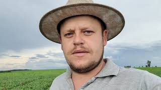 Buva Conyza - Planta Daninha Resistente - Manejo Com Dicamba