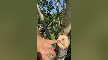 Proper Pruning Techniques Part 2